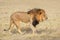Big male African lion - Etosha
