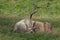 The big male of Bactrian deer Cervus elaphus bactrianus laying like a dead deer in the grass with green background