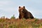 Big male bear on the hill