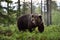 Big male bear powerful pose in the forest