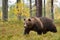 Big male bear walking in forest