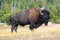 Big male bison with long horns and long shaggy brown fur standing in faded grass field in Yellowstone National Park