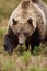 Big male brown bear approaching in the forest. Bear claws