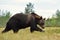 Big male brown bear walking in the wild taiga landscape