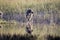 Big male Chacma Baboon, Papio ursinus griseipes, sitting in high grass, Bwabwata, Botswana