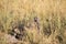 Big male Chacma Baboon, Papio ursinus griseipes, sitting in high grass, Bwabwata, Botswana