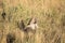 Big male Chacma Baboon, Papio ursinus griseipes, sitting in high grass, Bwabwata, Botswana