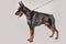 Big male dog standing pose doberman