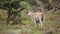 Big male eland antelope in natural habitat