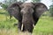 Big male elephant going toward photographer