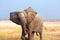 Big male elephant with long trunk close up in Etosha National Park, Namibia, Southern Africa