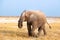 Big male elephant with long trunk walking on yellow grass close up in Etosha National Park, Namibia, Southern Africa