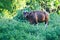 Big male of Endangered species Banteng (Bos javanicus)