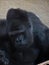 Big male gorilla: face closeup