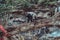 Big male gorilla with silverback walks on a fallen tree over an abyss over in the national zoo.