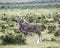 Big male kudu antelope.