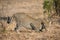 Big male leopard crouching down