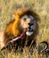 Big male lion with gorgeous mane eating prey. National Park. Kenya. Tanzania. Maasai Mara. Serengeti.