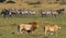 Big male lion with gorgeous mane goes on savanna. National Park. Kenya. Tanzania. Maasai Mara. Serengeti.