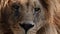 Big male lion king beautiful morning portrait, Southwest African lion close look filmed on high quality high speed