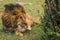 Big male lion in Masai Mara nature reserve in Kenya