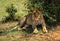 Big male lion in Masai Mara nature reserve in Kenya