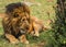 Big male lion in Masai Mara nature reserve in Kenya