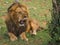 Big male lion in Masai Mara nature reserve in Kenya