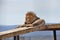 A big male lion resting on a scaffold