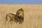 Big male lion standing in the savanna. National Park. Kenya. Tanzania. Maasai Mara. Serengeti.