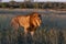 Big male lion walking through grassland