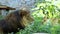 Big Male Lion And Yawning Female Lion Relax Among Greenary in a Zoo