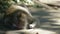 Big male macaque sleeping in the sun in the forest. Close up. Zoom out.