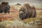 Big male musk ox, Norway