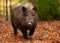 big male Sus scrofa Wild boar in autumn beech forest