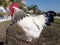 Big male sussex chicken or rooster in the garden. English sussex chicken breed.