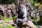 Big Mammal Gray Adult Strong Gorilla