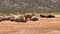 Big mammals in wildlife. Herds of rhinos and water buffalos resting on hot sunny day. Safari park, South Africa