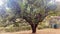 Big mango tree at the Arboretum in Nairobi Kenya