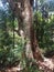 A big mango tree. Suitable for a background. Can be used for a photo.