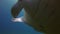 Big Manta Ray Close Up. Mantaray Feeding & Swimming In Marine Blue Sea Water