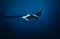 Big manta ray swim towards camera in deep blue