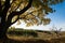 Big maple tree with yellow leaves in autumn under blue sky