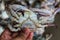 big marine Blue swimmer crab Portunus pelagicus in hand in different angle view