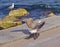 Big Marine gull