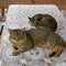 Big mature cat and kitten lying on a table outdoors