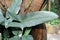 Big mature leaf of an exotic Philodendron Hastatum or Silver Sword Plant leaf