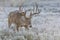 Big mature whitetail buck trailing a doe in heat