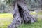 Big millenary olive tree near the antique city of Azoria