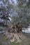 Big millenary olive tree near the antique city of Azoria